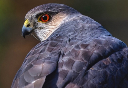 Eurasian Sparrowhawk