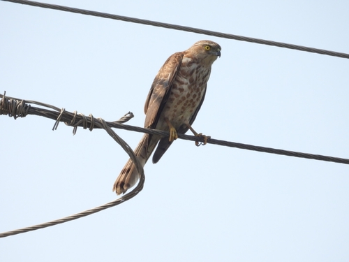Shikra