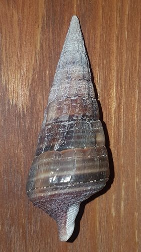 Giant Mangrove Whelk