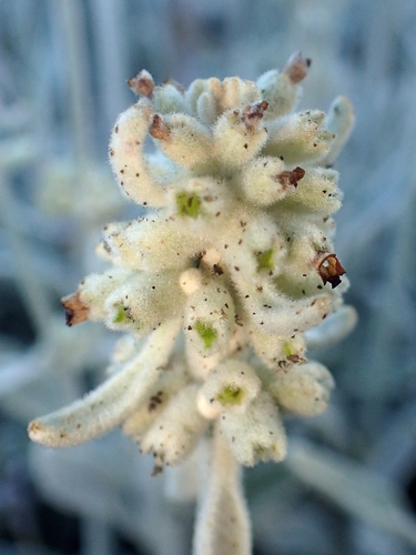 Sideritis soluta