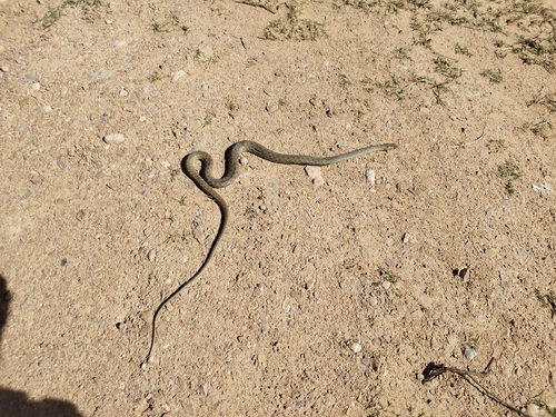 Eastern Montpellier Snake
