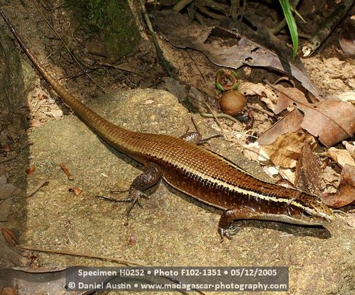 Madagascar Girdled Lizard