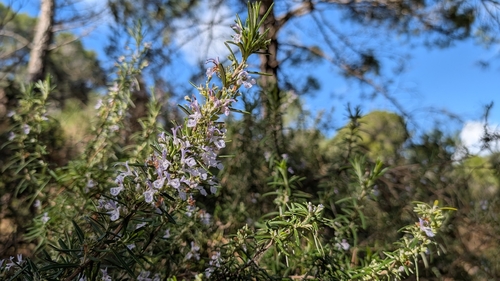 Avistamiento Salvia rosmarinus