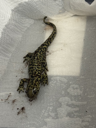 Western Tiger Salamander observed by damek_rivera