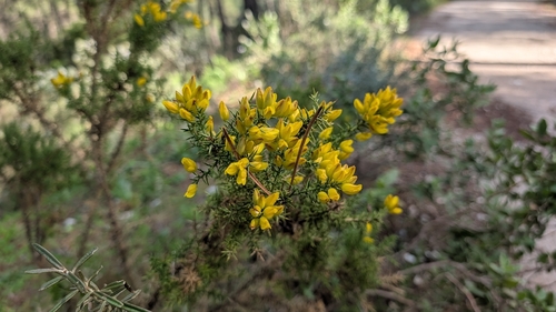 Avistamiento Ulex parviflorus