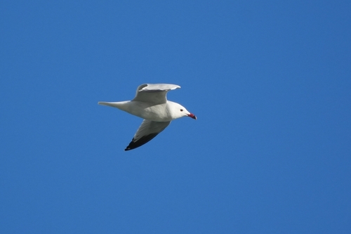 Avistamiento Gaviota de Audouin