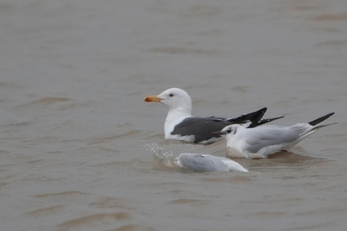 Avistamiento Gaviota Dorsinegra Menor
