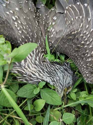 Yellow-crowned Night Heron