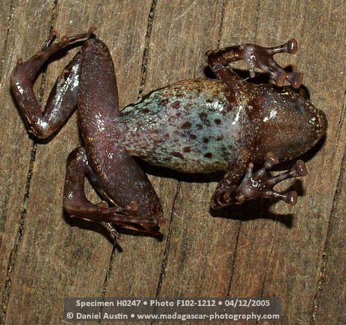 Boulenger's Climbing Frog