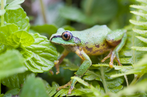 Shoa Forest Tree Frog