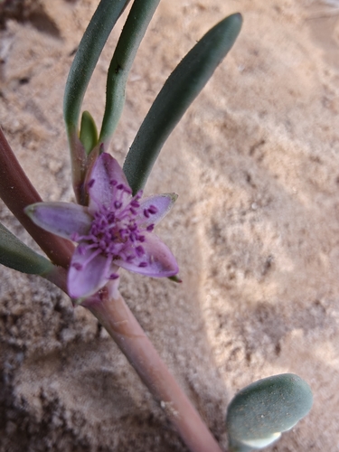 sea purslane