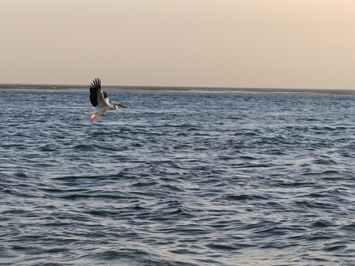 Great White Pelican