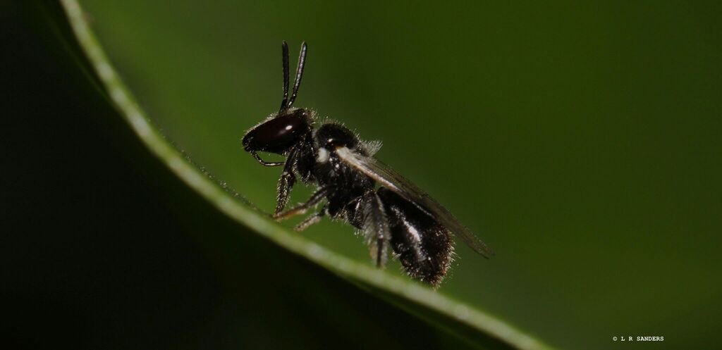 Black Reed Bees from Emerald QLD, Australia on February 13, 2026 at 02: ...
