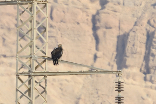 Imperial Eagle