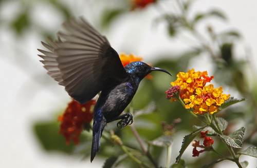 Palestine Sunbird