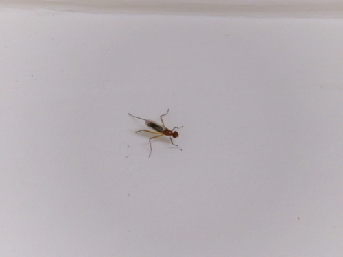 Unknown species found near Inverness, FL, USA