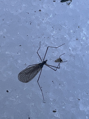 Unknown species found near S 130th Ave, Fall Creek, WI, US