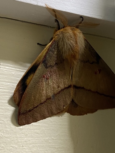 Adetomeris erythrops