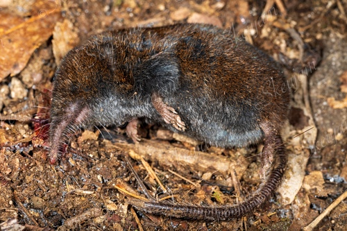 Dabie Mountains Shrew Mole (Uropsilus dabieshanensis) — Data Deficient Mammalia