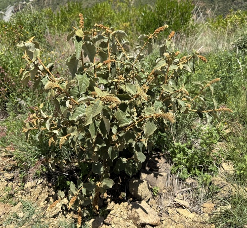 Croton laeticapsulus