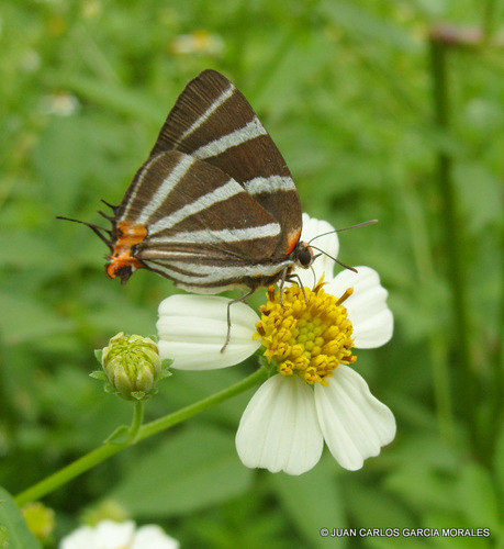 Zebra-striped Hairstreak