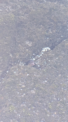 Gymnothorax pictus