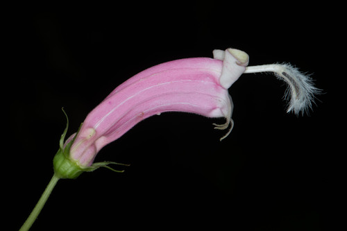 Centropogon cornutus