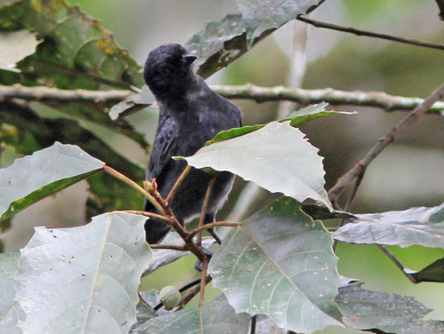Subespecies Melaniparus funereus funereus · iNaturalist Mexico