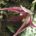 Paphinia cristata - Photo (c) Jared Shorma, todos los derechos reservados, subido por Jared Shorma