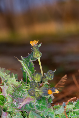 prickly sowthistle
