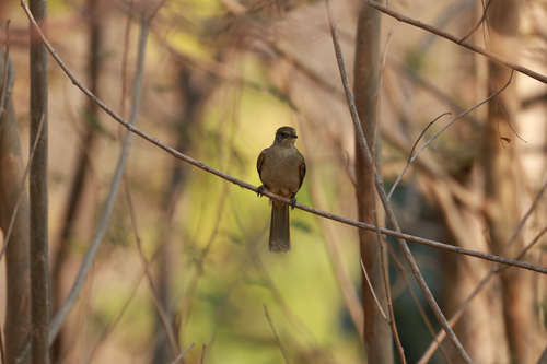 Streak-eared Bulbul