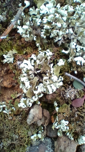 Cladonia foliacea