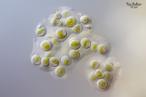 Chlorophyta