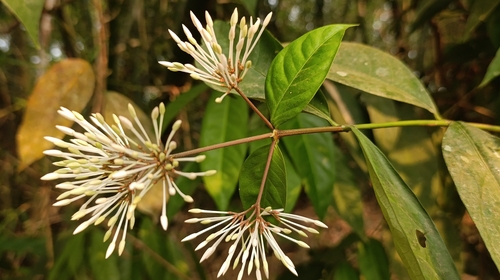 Ixora rangonensis