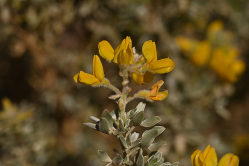 Adenocarpus bacquei
