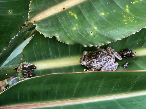 Common Coqui