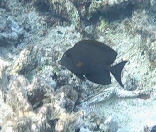 Ctenochaetus striatus