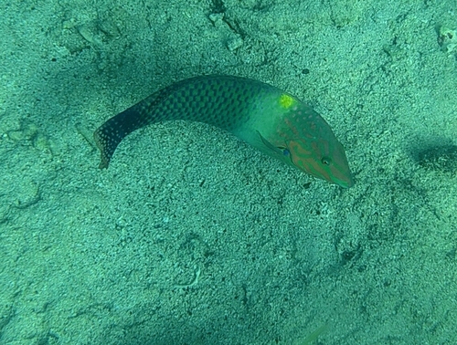 Halichoeres hortulanus