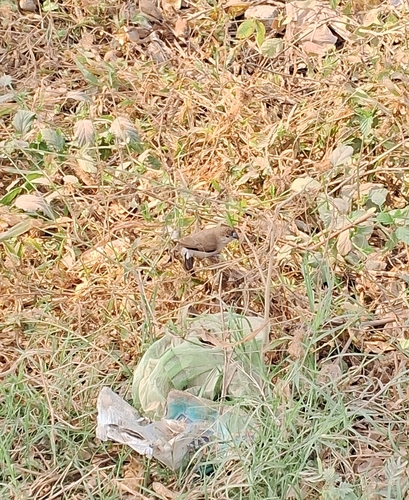 Indian Silverbill