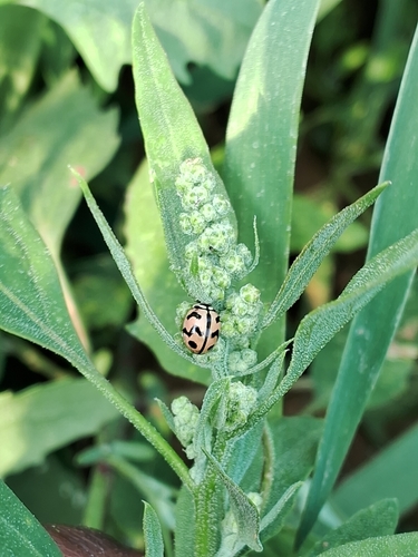 Six-spotted Zigzag Ladybird