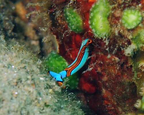 Thuridilla lineolata