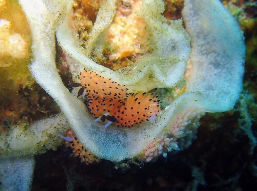 Favorinus tsuruganus