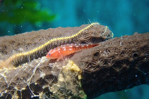 Pleurosicya mossambica
