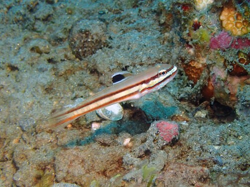 Valenciennea helsdingenii