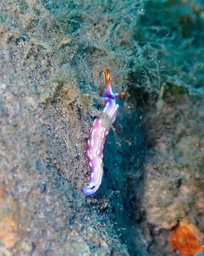Thuridilla albopustulosa