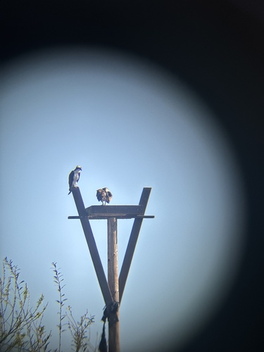 iNaturalist observation photo of Osprey