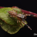 Four-lined Slender Jumping Spider - Photo (c) Jay Sun Len, all rights reserved, uploaded by Jay Sun Len