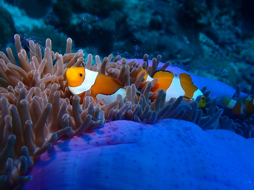 Amphiprion ocellaris