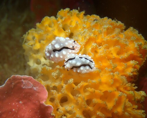 Phyllidiella rudmani