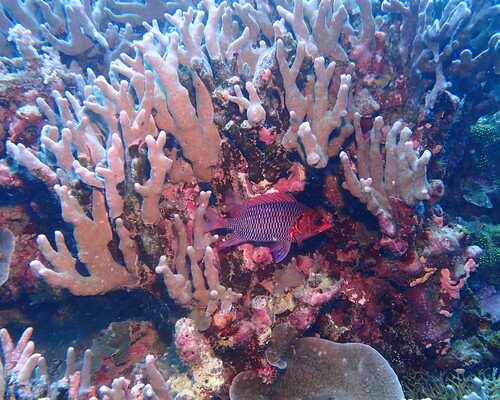 Sargocentron violaceum